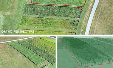 Plant counting and yield prediction